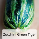 Bild 2 von Snack-Gemüse / Zucchini-Besonderheiten