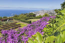 Bild 1 von Flugreisen Portugal - Madeira: Badeurlaub in Funchal im Hotel Pestana Village & Miramar