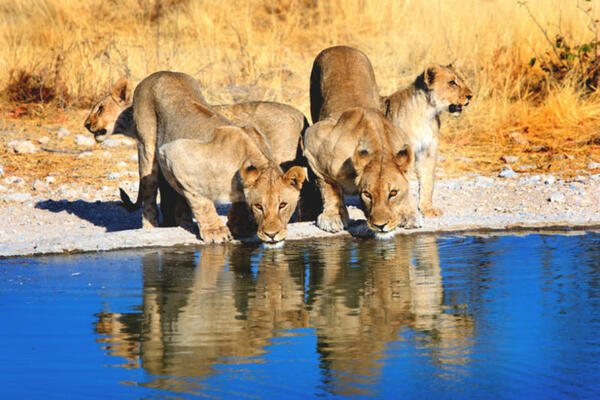 Bild 1 von Rundreisen Namibia: Rundreise ab/an Windhoek inkl. Ganztagssafari im Etosha Nationalpark