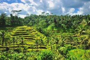Kombinationsreisen Indonesien - Bali: Standort-Rundreise in der Umgebung Ubuds & Badeaufenthalt im Tijili Benoa Hotel
