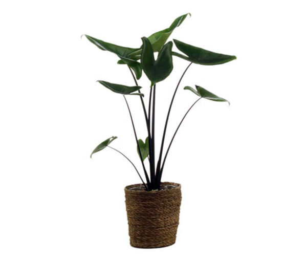Bild 1 von Zimmerpflanze »Alocasia Black Zebrina« mit Topf