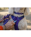 Bild 2 von RUFFWEAR® Hundehalsband Front Range™