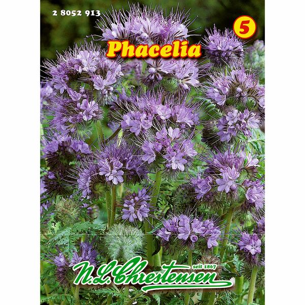 Bild 1 von Phacelia 50 g