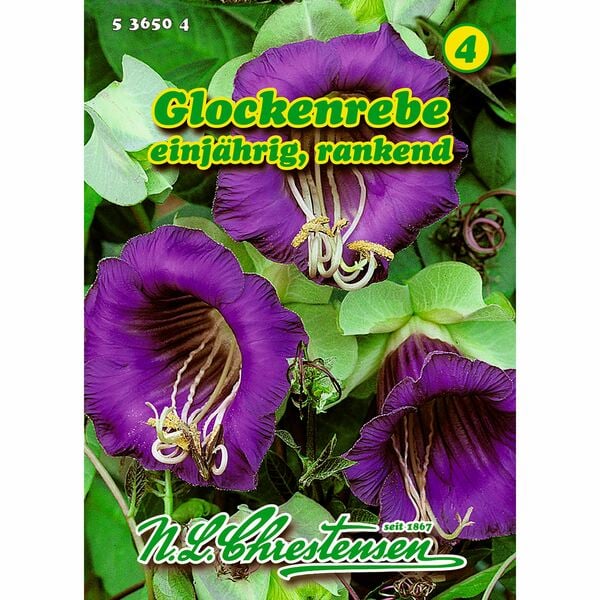 Bild 1 von Cobaea scandens, Glockenrebe