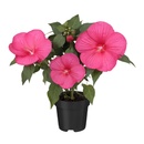 Bild 2 von GARDENLINE Hibiscus Suniq XXL