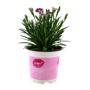 GARDENLINE Dianthus „Pink Kisses“