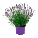 Bild 2 von GARDENLINE Lavendel (Lavandula angustifolia)