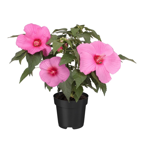 GARDENLINE Hibiscus Suniq XXL von ALDI SÜD ansehen!