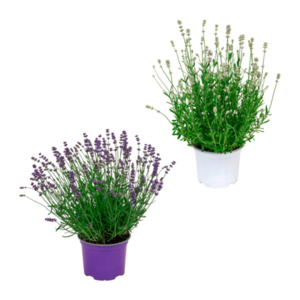 GARDENLINE Lavendel (Lavandula angustifolia)