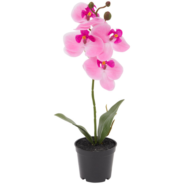 Bild 1 von Orchidee im Topf