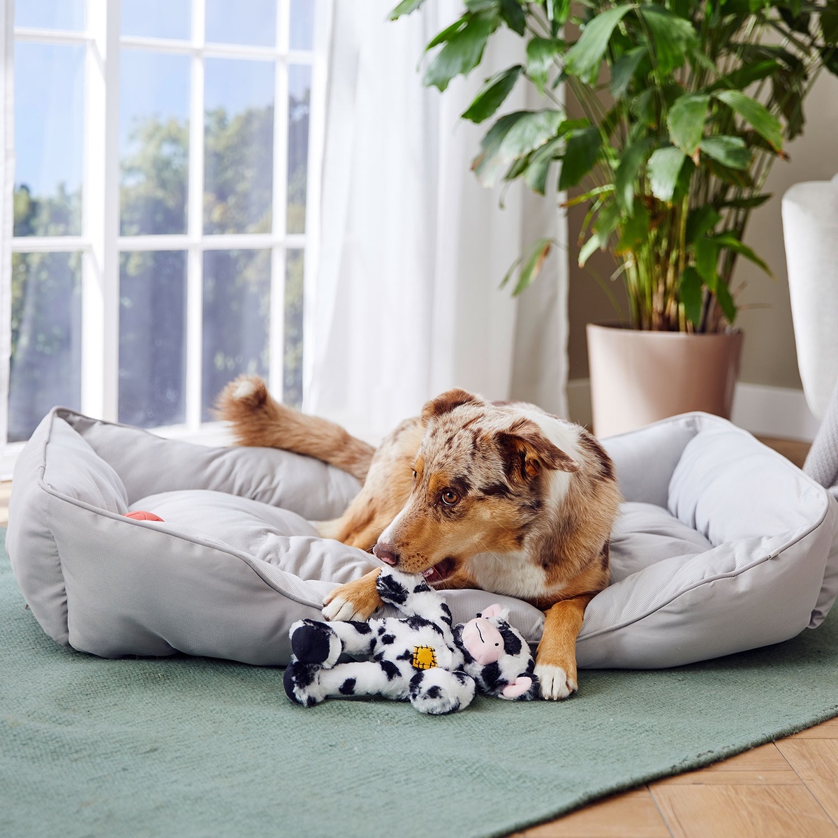 Bild 3 von ROMEO Hundekühlbett