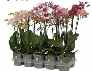 Orchidee Phalaenopsis Multiflora 2-Trieber H 50 cm 12 cm Topf