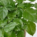 Bild 4 von RADERMACHERA  Pflanze mit Übertopf, Zimmeresche/versch. Farben