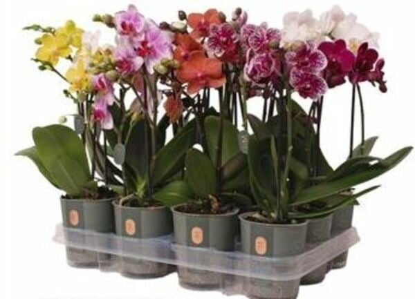 Bild 1 von Orchidee Phalaenopsis Multiflora 2-Trieber H 32 cm 9 cm Topf