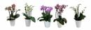 Bild 1 von Orchidee Phalaenopsis 5-Trieber H 40 cm 12 cm Topf