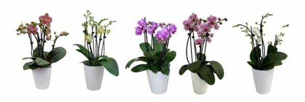 Bild 1 von Orchidee Phalaenopsis 5-Trieber H 40 cm 12 cm Topf