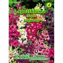 Bild 1 von Schizanthus, Topsi, Spaltblume