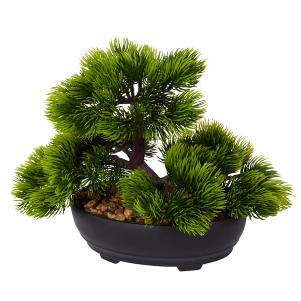 Bild 1 von Bonsai-Bäume im Topf