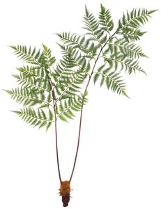 Kunstpflanze Dyropteris II in Grün ca. 150cm