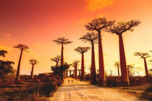 Erlebnisreisen Madagaskar: Erlebnisreise ab/an Antananarivo