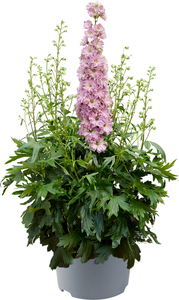 Rittersporn Delphinium Delgenius 23 cm Topf