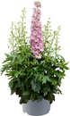 Bild 1 von Rittersporn Delphinium Delgenius 23 cm Topf