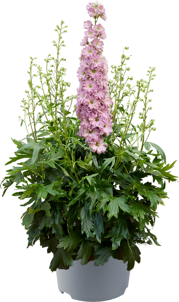 Bild 1 von Rittersporn Delphinium Delgenius 23 cm Topf