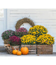 Bild 3 von Herbst-Chrysantheme