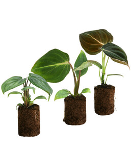 Jungpflanzen Philodendron-Set, 3-teilig
