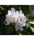 Bild 3 von Rhododendron, 5 l