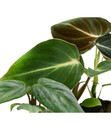 Bild 2 von Jungpflanzen Philodendron-Set, 3-teilig