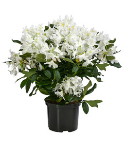 Rhododendron, 5 l