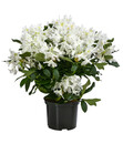 Bild 1 von Rhododendron, 5 l