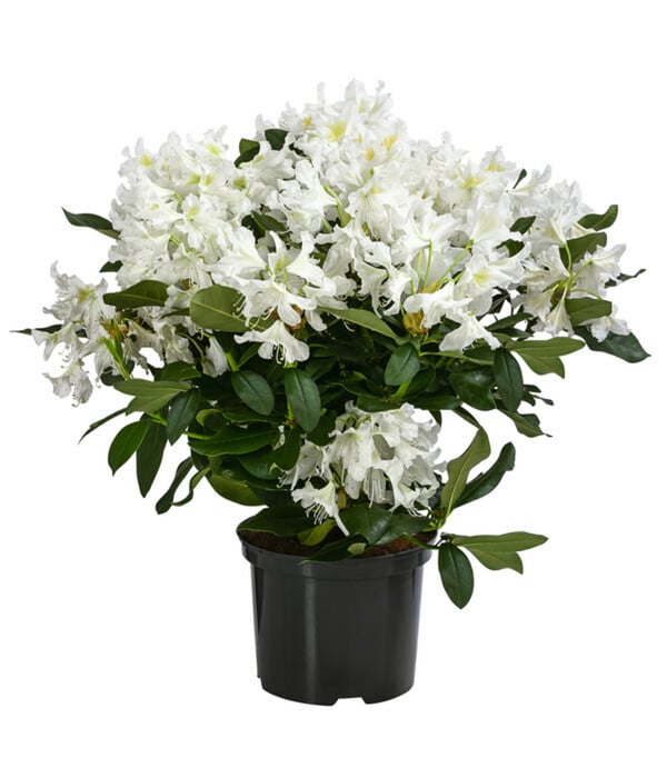 Bild 1 von Rhododendron, 5 l