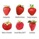 Bild 3 von Erdbeer-Aroma-Raritäten