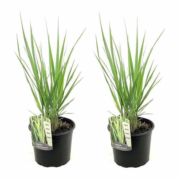 Bild 1 von ROOTZ PLANTS XL-Rutenhirse Panicum Northwind Topfgröße Ø 23cm 2 Pflanzen