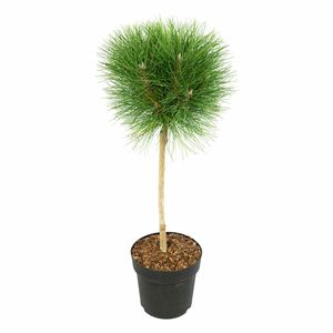 ROOTZ PLANTS Zwergkiefer Pinus Summer Breeze Topfgröße Ø 24cm 1 Pflanze