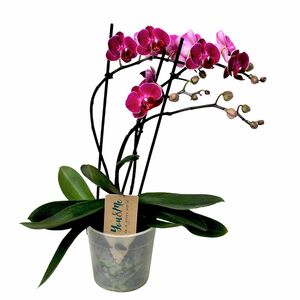 ROOTZ PLANTS lila Schmetterlings- orchidee Topfgröße Ø 12cm 1 Pflanze