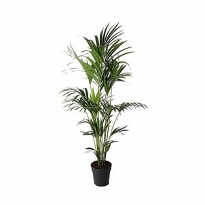 ROOTZ PLANTS XXL-Kentia-Palme Howea Forsteriana Topfgröße Ø 24cm 1 Pflanze