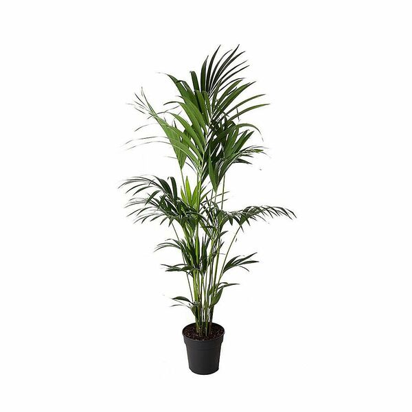 Bild 1 von ROOTZ PLANTS XXL-Kentia-Palme Howea Forsteriana Topfgröße Ø 24cm 1 Pflanze