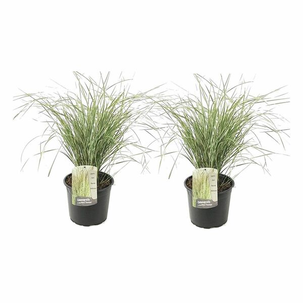 Bild 1 von ROOTZ PLANTS XL-Reitgras Topfgröße Ø 23cm 2 Pflanzen