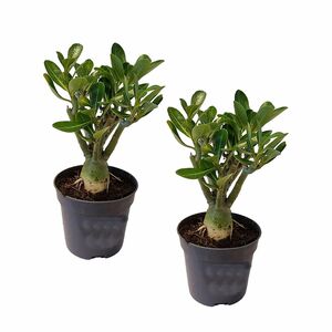 ROOTZ PLANTS Wüstenrosen-Set Adenium Obesum Topfgröße Ø 11cm 2 Pflanzen