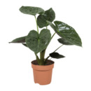 Bild 3 von GARDENLINE Premium-Grünpflanze