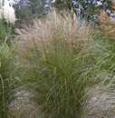 Bild 1 von Chinaschilf Miscanthus sin. Kleine Silberspinne 23 cm Topf