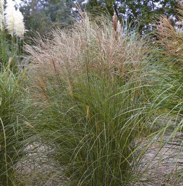 Bild 1 von Chinaschilf Miscanthus sin. Kleine Silberspinne 23 cm Topf