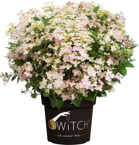 Rispenhortensie 'Switch'® 5 l Container