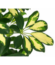 Bild 3 von Strahlenaralie - Schefflera arboricola