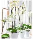 Bild 4 von Schmetterlingsorchidee - Phalaenopsis cultivars