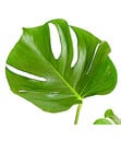 Bild 4 von Fensterblatt - Monstera deliciosa