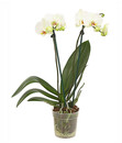 Bild 2 von Schmetterlingsorchidee - Phalaenopsis cultivars